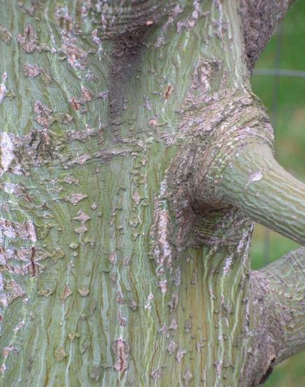 Redvein Maple, Snakebark Maple