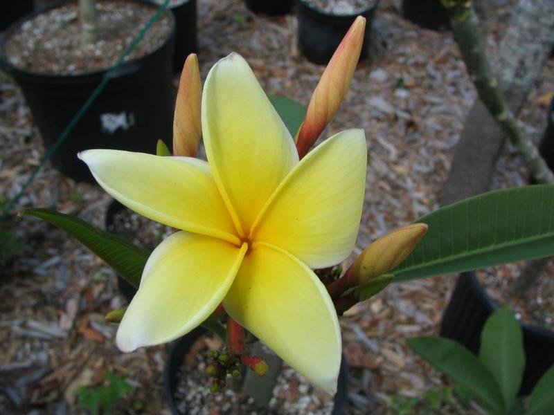 Plumeria, Frangipani, Nosegay, Pagoda Tree, Temple Flower Aztec Gold