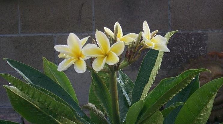 Plumeria, Frangipani, Nosegay, Pagoda Tree, Temple Flower Celadine