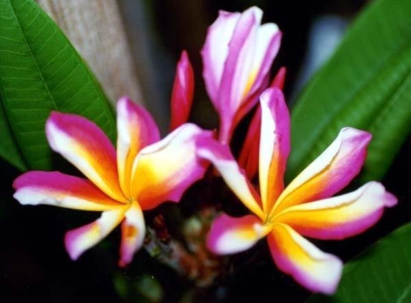 Plumeria, Frangipani, Nosegay, Pagoda Tree, Temple Flower Candy Stripe