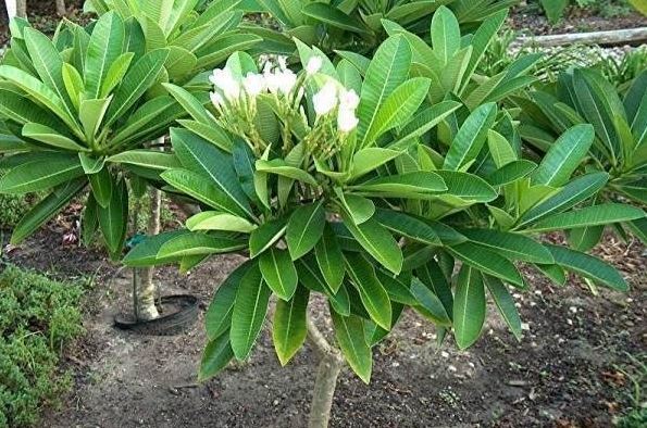 Plumeria Dwarf Singapore White