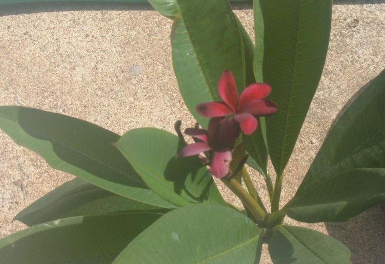 Plumeria, Frangipani, Nosegay, Pagoda Tree, Temple Flower Irma Bryan