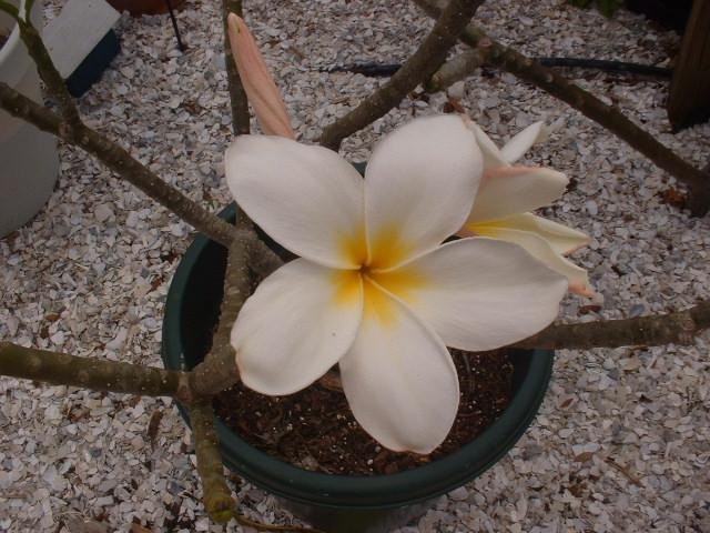Plumeria Dwarf Deciduous