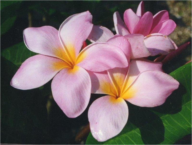 Plumeria, Frangipani, Nosegay, Pagoda Tree, Temple Flower Cancun Pink