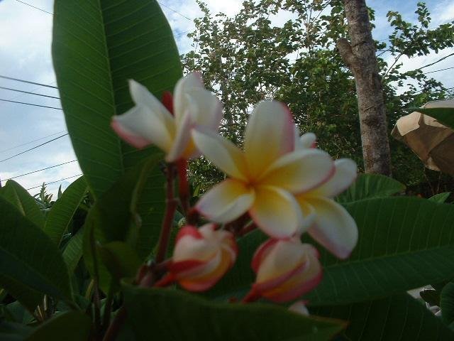 Plumeria, Frangipani, Nosegay, Pagoda Tree, Temple Flower White Shell