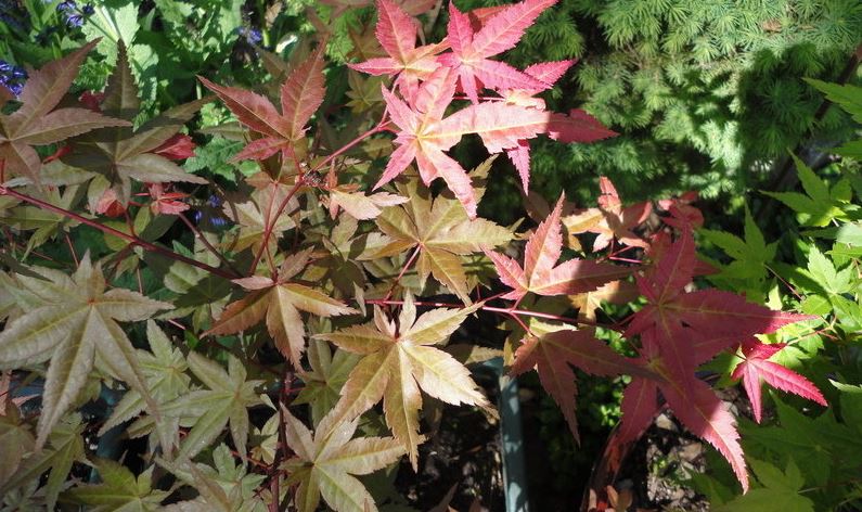 Japanese Maple Chishio Improved