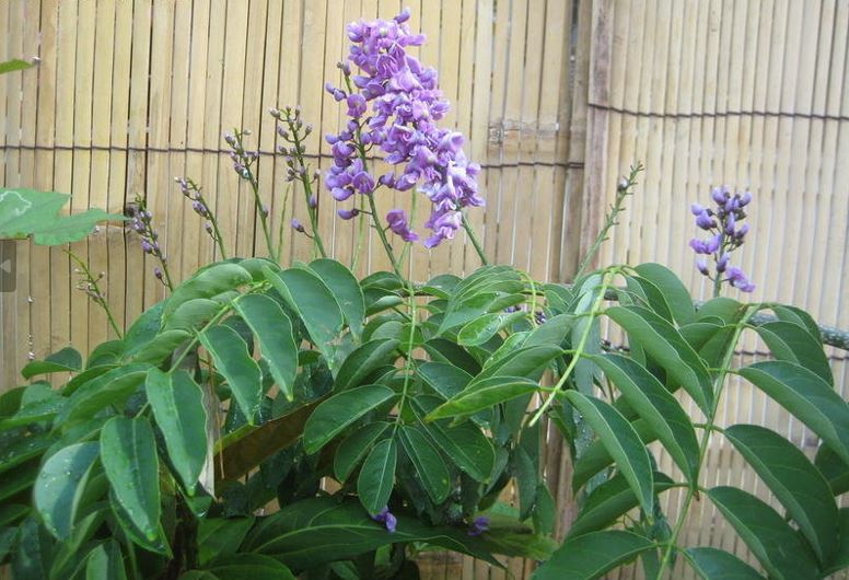 Lonchocarpus Species, Greenheart, Lilac Tree, Lancepod