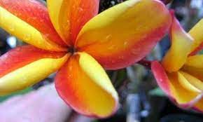 Plumeria Makaha Sun