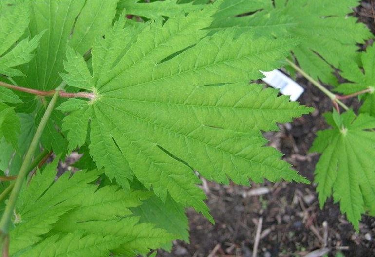 Full Moon Maple, Japanese Maple Attaryi
