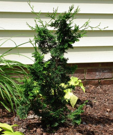 Hinoki False Cypress Gracilis