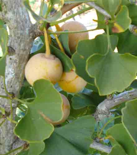 Ginkgo, Maidenhair Tree Salem Lady