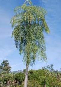Moringa Species, Bottle Tree, Flour Sack Tree