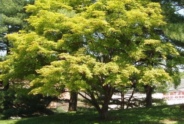 Japanese Maple Seicha