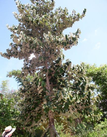 Pterospermum Species, Bayur Tree, Dinnerplate Tree, Maple-Leaved Bayur