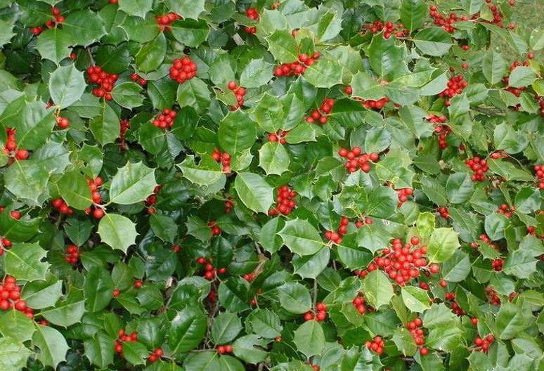 American Holly Satyr Hill