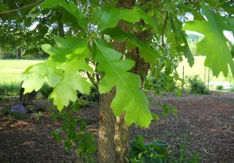 Burnets Oak