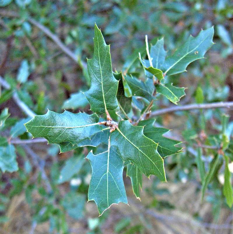 Sandpaper Oak, Vasey Oak, Vaseys Oak