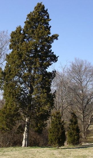 Red Cedar Juniper, Eastern Red Cedar Canaertii