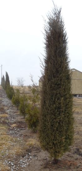 Juniperus, Eastern Red Cedar, Red Cedar Juniper Taylor
