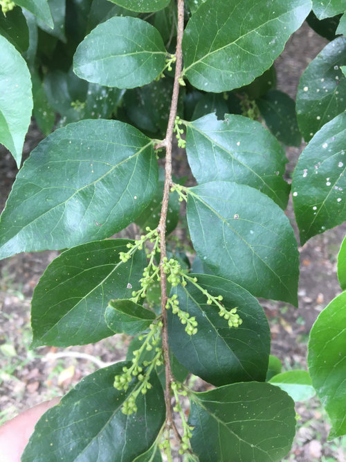 Brushholly