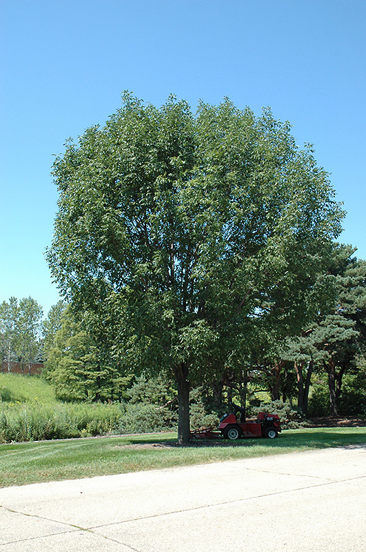 Green Ash Urbanite