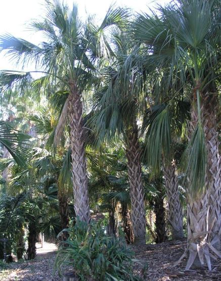 Sabal Species, Fan Palm, Llanos Palmetto, Savannah Palmetto