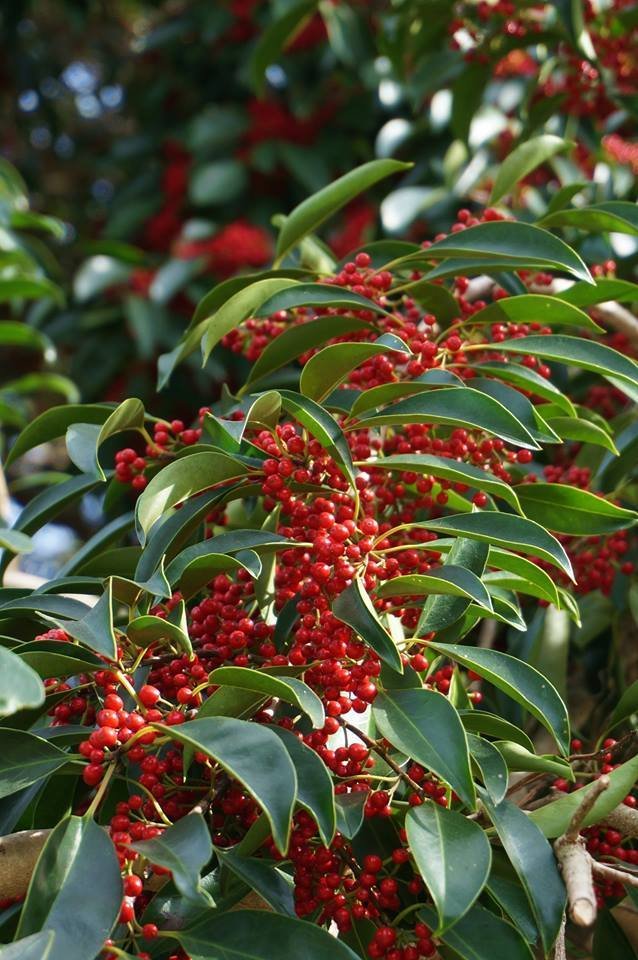 Ilex Species, Round Leaf Holly, Kurogane Holly