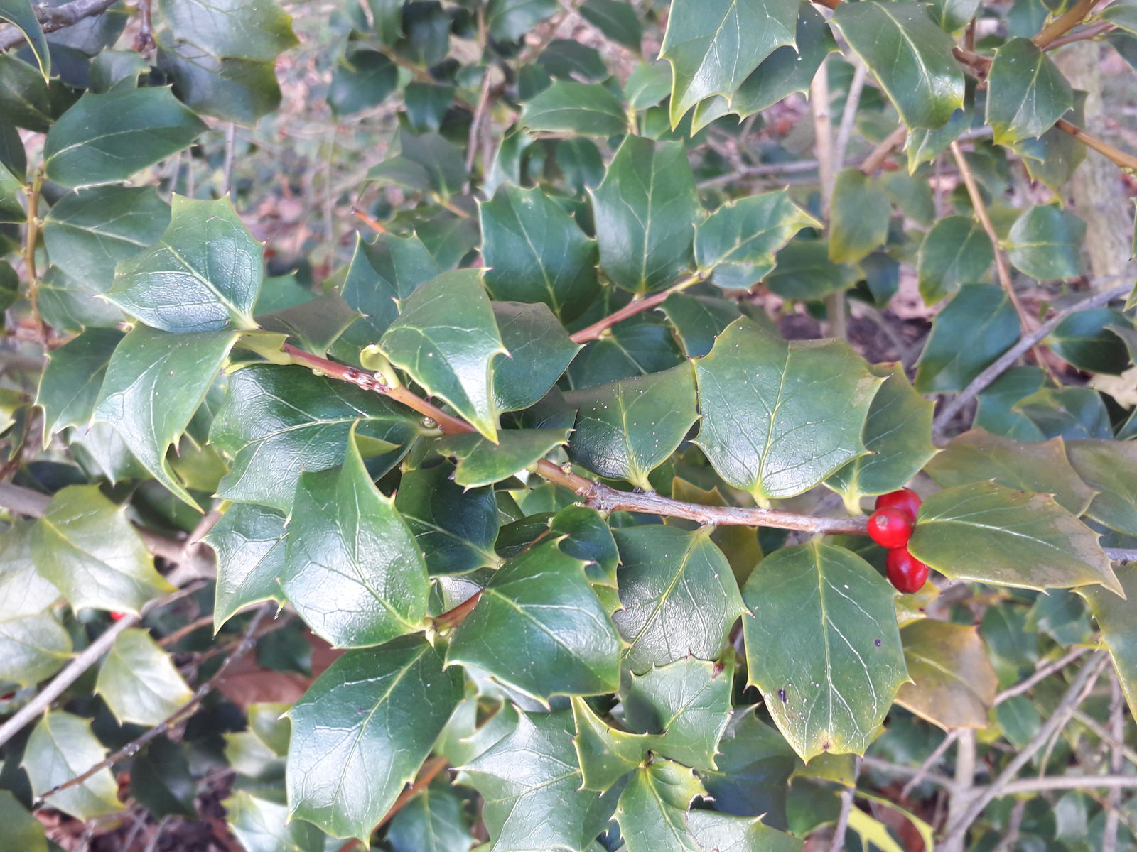 Ilex Species, Sichuan Holly