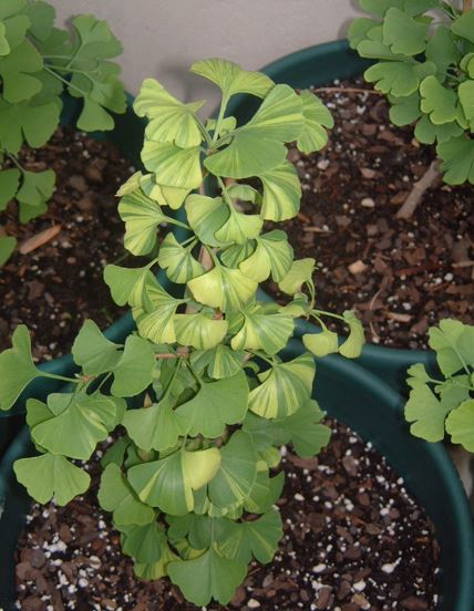 Ginkgo, Maidenhair Tree Majestic Butterfly