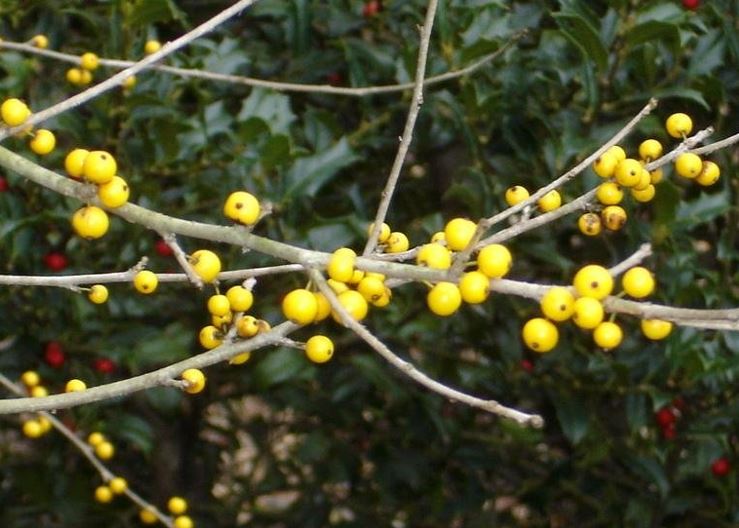 Ilex, Possum Haw Holly, Possumhaw, Deciduous Holly Finchs Golden