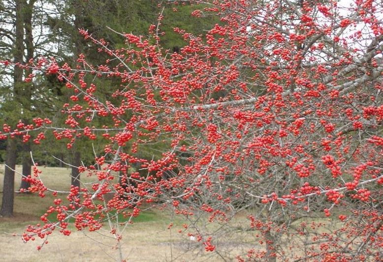 Possum Haw Holly, Possumhaw, Deciduous Holly Sundance