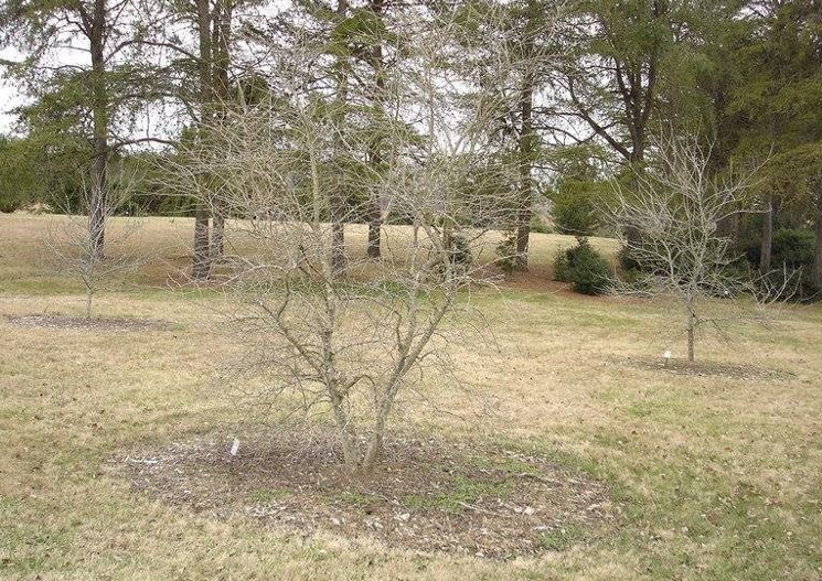 Ilex, Possum Haw Holly, Possumhaw, Deciduous Holly Byers Golden