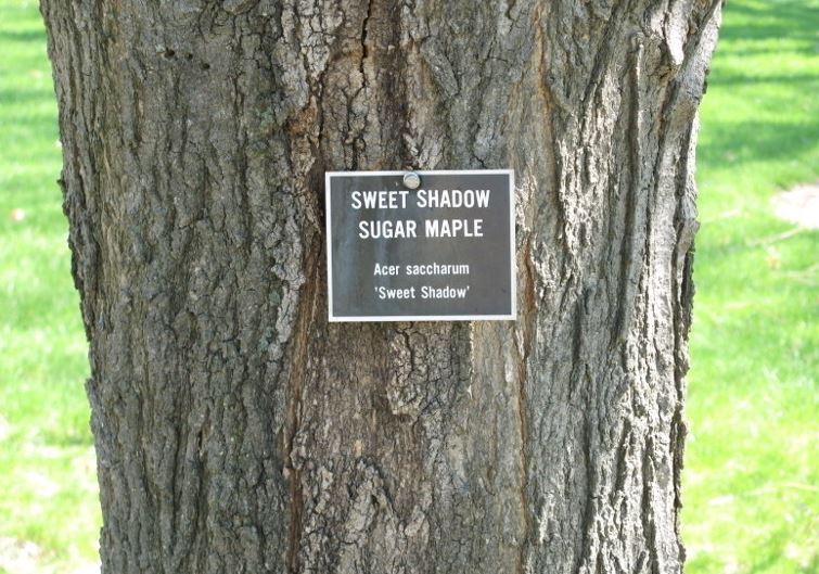 Cutleaf Sugar Maple Sweet Shadow