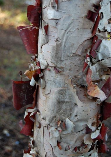 White-stemmed Birch, Whitebarked Himalayan Birch Grayswood Ghost