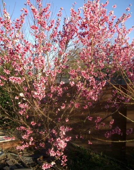 Nectarine Panamint