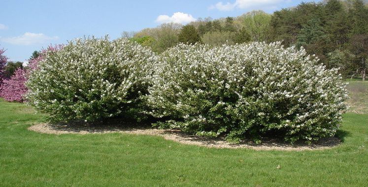 Flowering Crabapple Satin Cloud