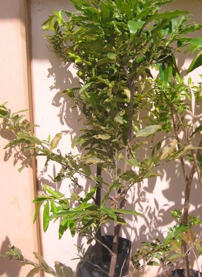 Diospyros Species, Black Ebony, Coastal Ebony, Mauritian Ebony