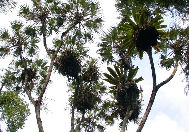 Hyphaene Species, Doum Palm, East African Doum Palm