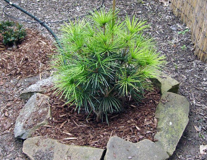 Japanese Umbrella Pine Wintergreen