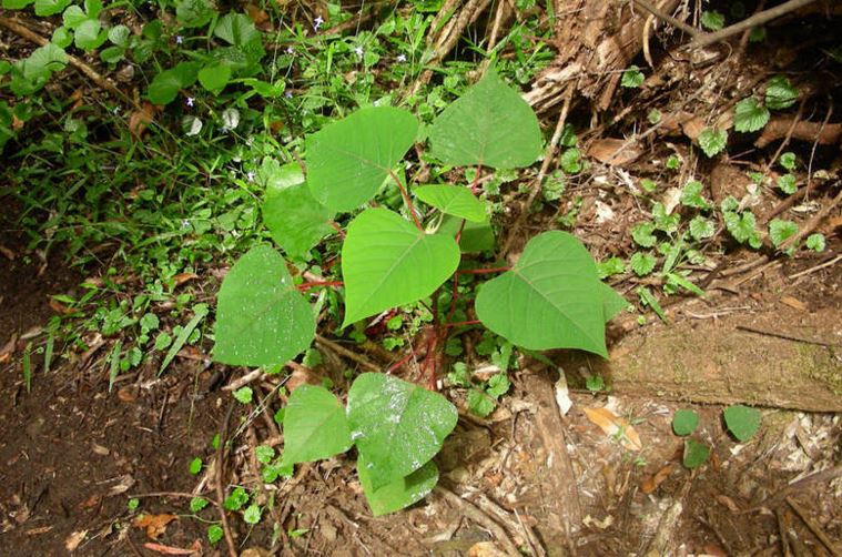 Homalanthus Species, Bleeding Heart, Queensland Poplar