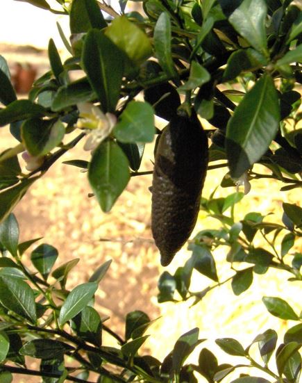 Citrus Species, Finger Lime, Australian Finger Lime
