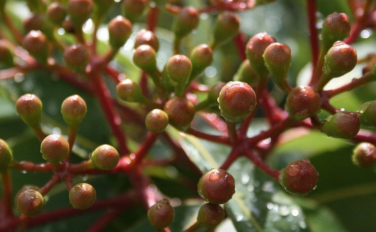 Corymbia, Eucalyptus Summer Red Summer Red