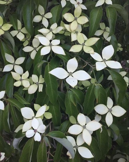 Chinese Evergreen Dogwood, Kousa Dogwood