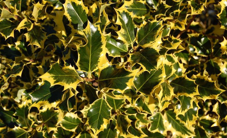 English Holly Golden Queen