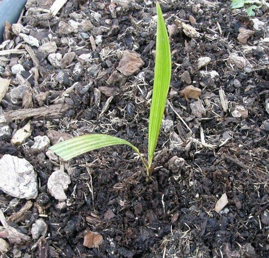 Trachycarpus Species, Eight Peaks Fan Palm