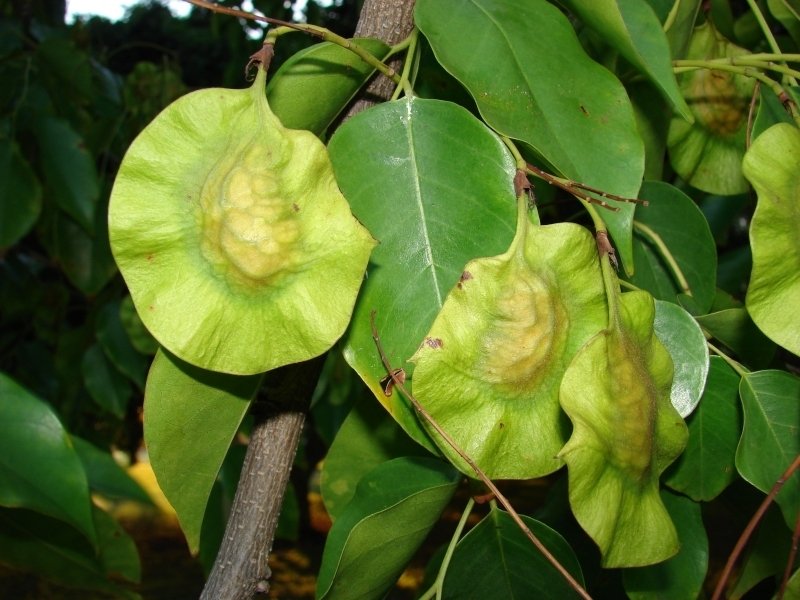 Pterocarpus Species, Burmese Rosewood, Narra, Bloodwood