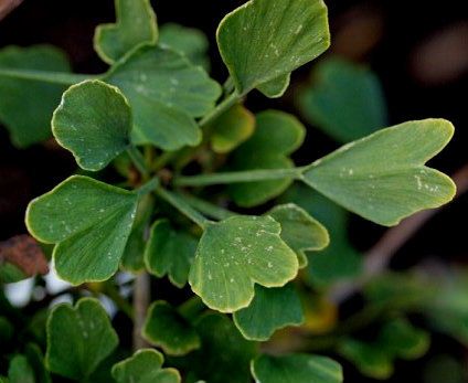 Ginkgo, Maidenhair Tree Munchkin