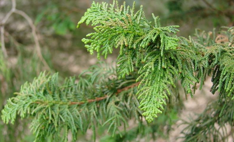 Hinoki False Cypress Tetragona Aurea