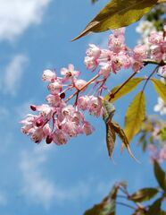 Bladdernut
