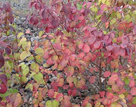 Round-leaf Dogwood, Round Leaved Dogwood